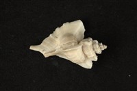 藏品(三角芭蕉螺)的圖片